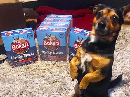 Dog standing on his hind legs with Bakers meaty meats